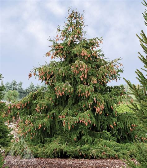 red cone norway spruce